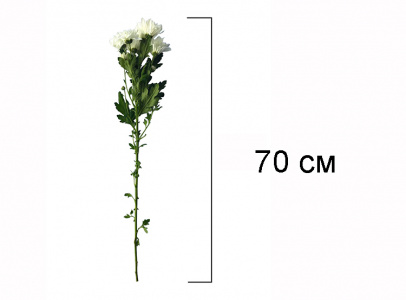 Комплексная услуга по возложению цветов (хризантема белая)
